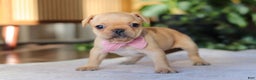French Bulldog dogs for sale: Hailey - Ad 5