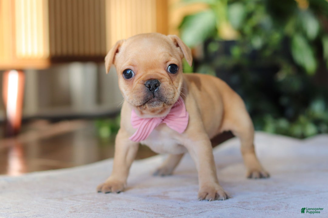 French Bulldog dogs for sale: Hailey - Ad 5