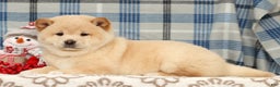 Shiba Inu dogs for sale: Jodie - Ad 4