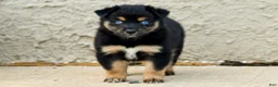 Miniature Australian Shepherd dogs for sale: Miniature Australian Shepherd 6 - Ad 4