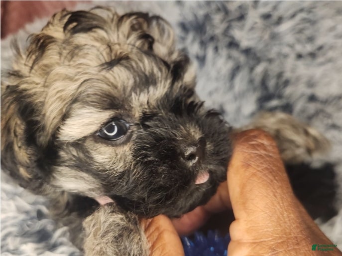 Shihpoo dogs Benny - Ad 35