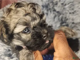 Shihpoo dogs Benny - Ad 35