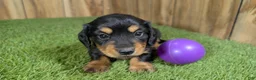 Miniature Dachshund dogs for sale: Darlie Girl 1 - Ad 3