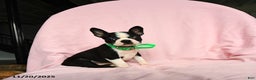 Boston Terrier dogs for sale: Tamara - Ad 4