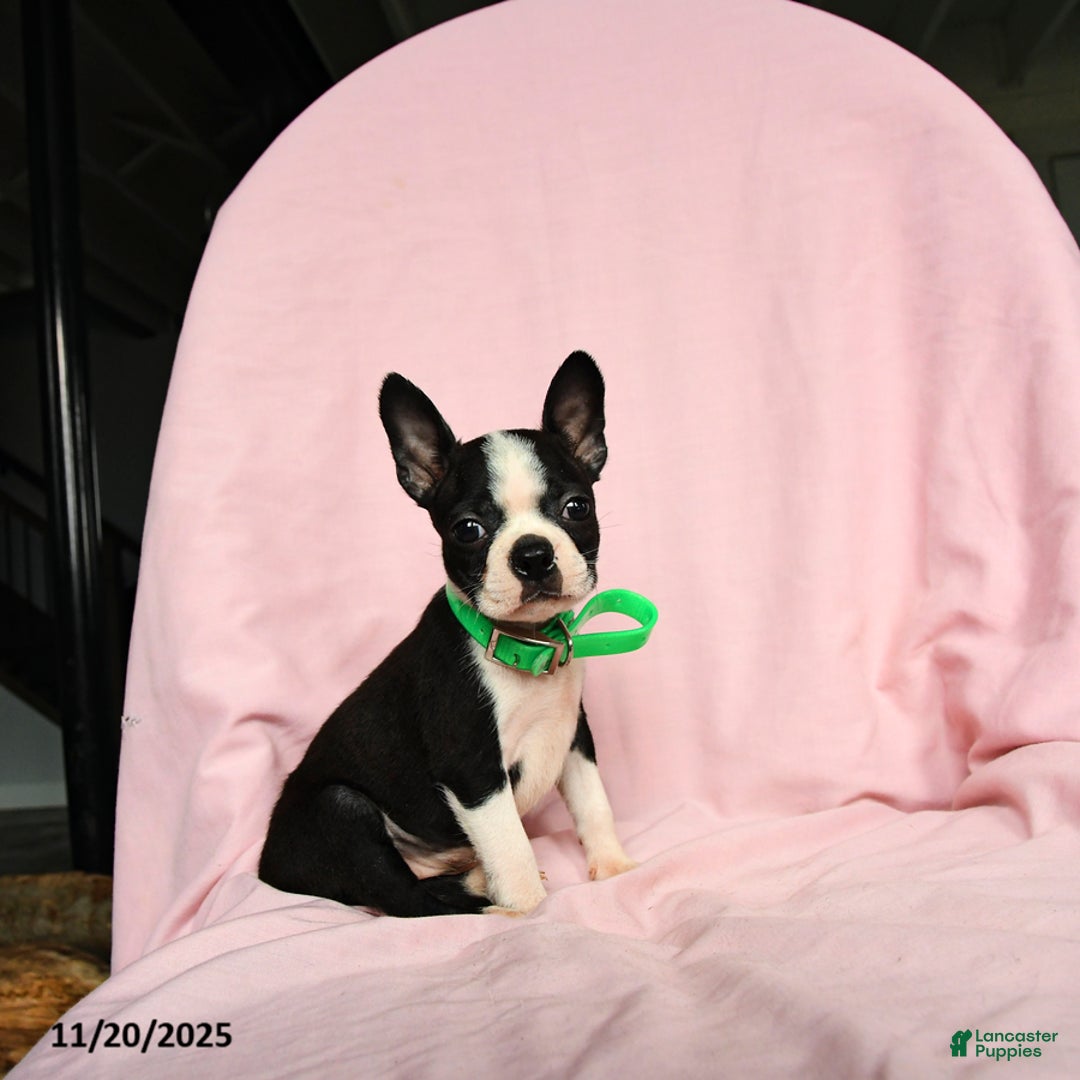 Boston Terrier dogs for sale: Tamara - Ad 4