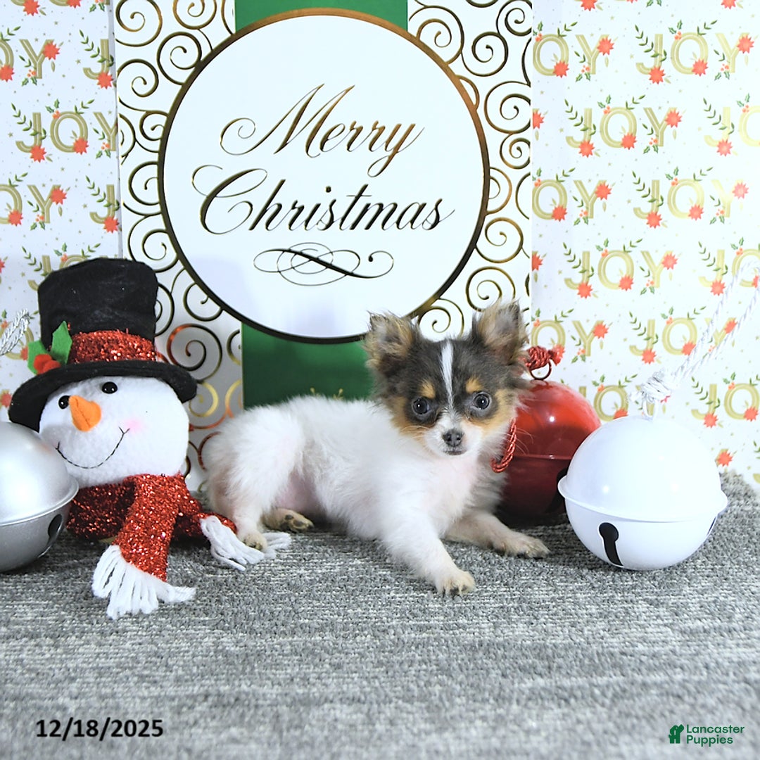 Pomeranian dogs for sale: Lilly - Ad 8