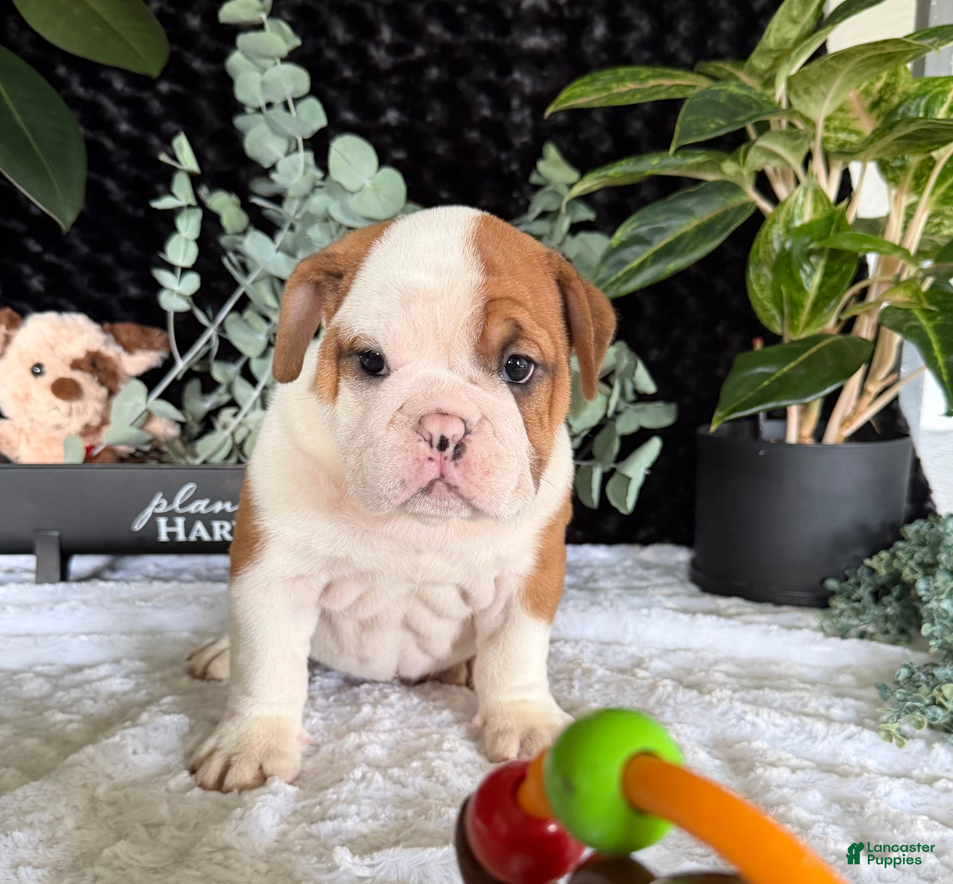 English Bulldog dogs Jake - Ad 21