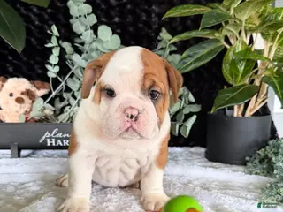 English Bulldog dogs Jake - Ad 21