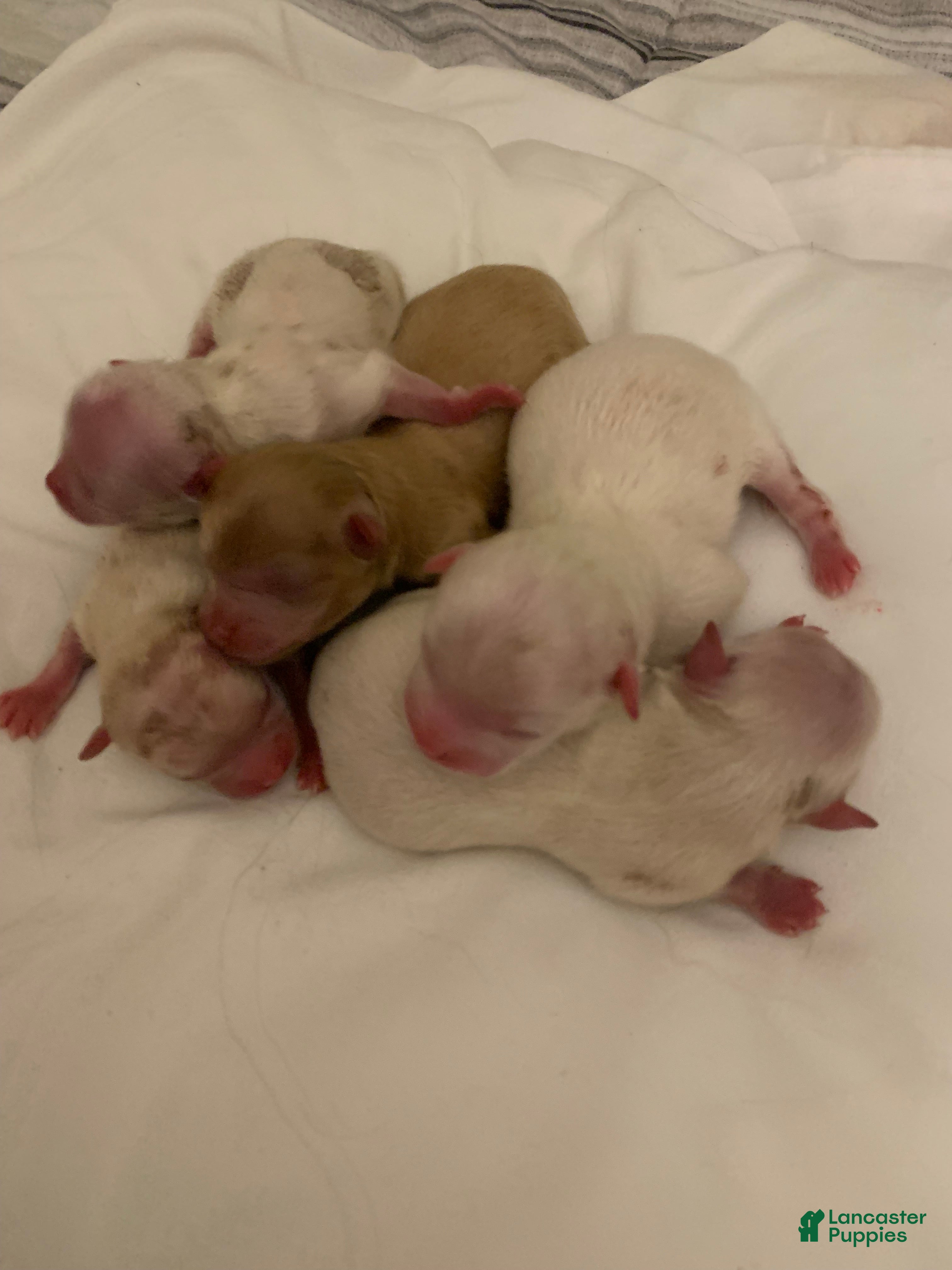 Mixed Breed dogs for sale: Mixed Breed 2 - Ad 2