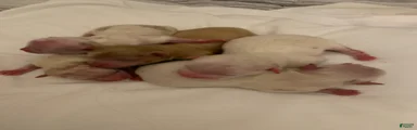 Mixed Breed 2
