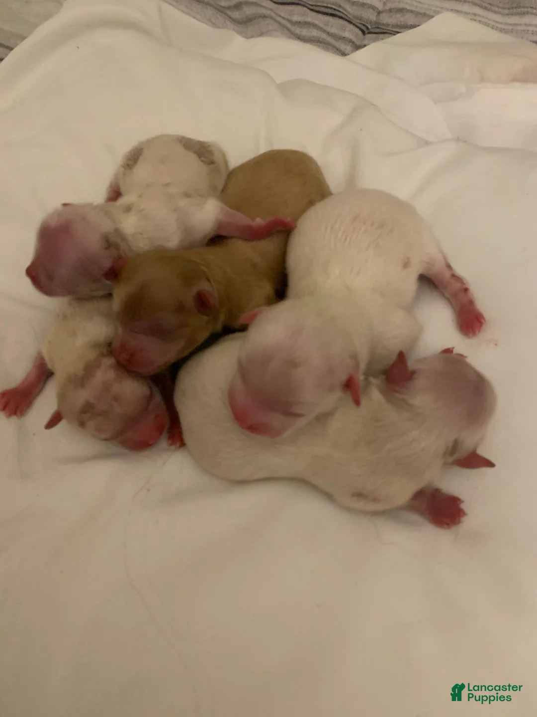 Mixed Breed dogs for sale: Mixed Breed 2 - Ad 1