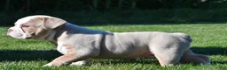 Beabull dogs for sale: Myles - Ad 4