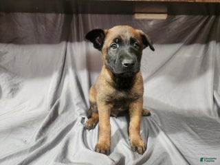 Belgian Malinois dogs - Ad 34