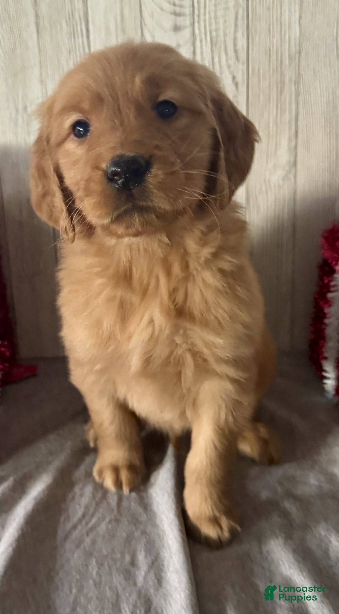 Golden Retriever dogs for sale: Percy - Ad 3