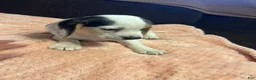 Beagle dogs for sale: Beagle 1 - Ad 3