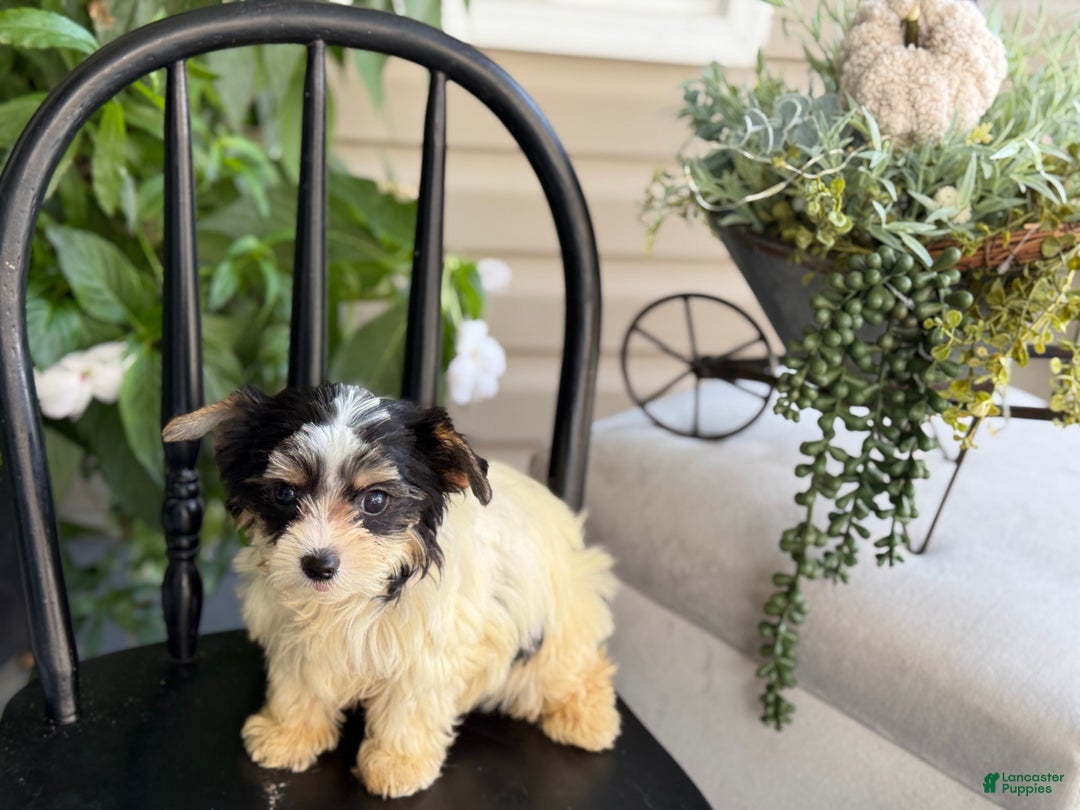 Yorkshire Terrier dogs for sale: Morsel - Ad 8