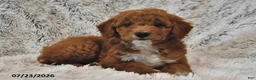 Mini Goldendoodle dogs for sale: Cinnamon and Cream - Ad 1