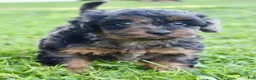 Cockapoo dogs for sale: Cookie - Ad 3