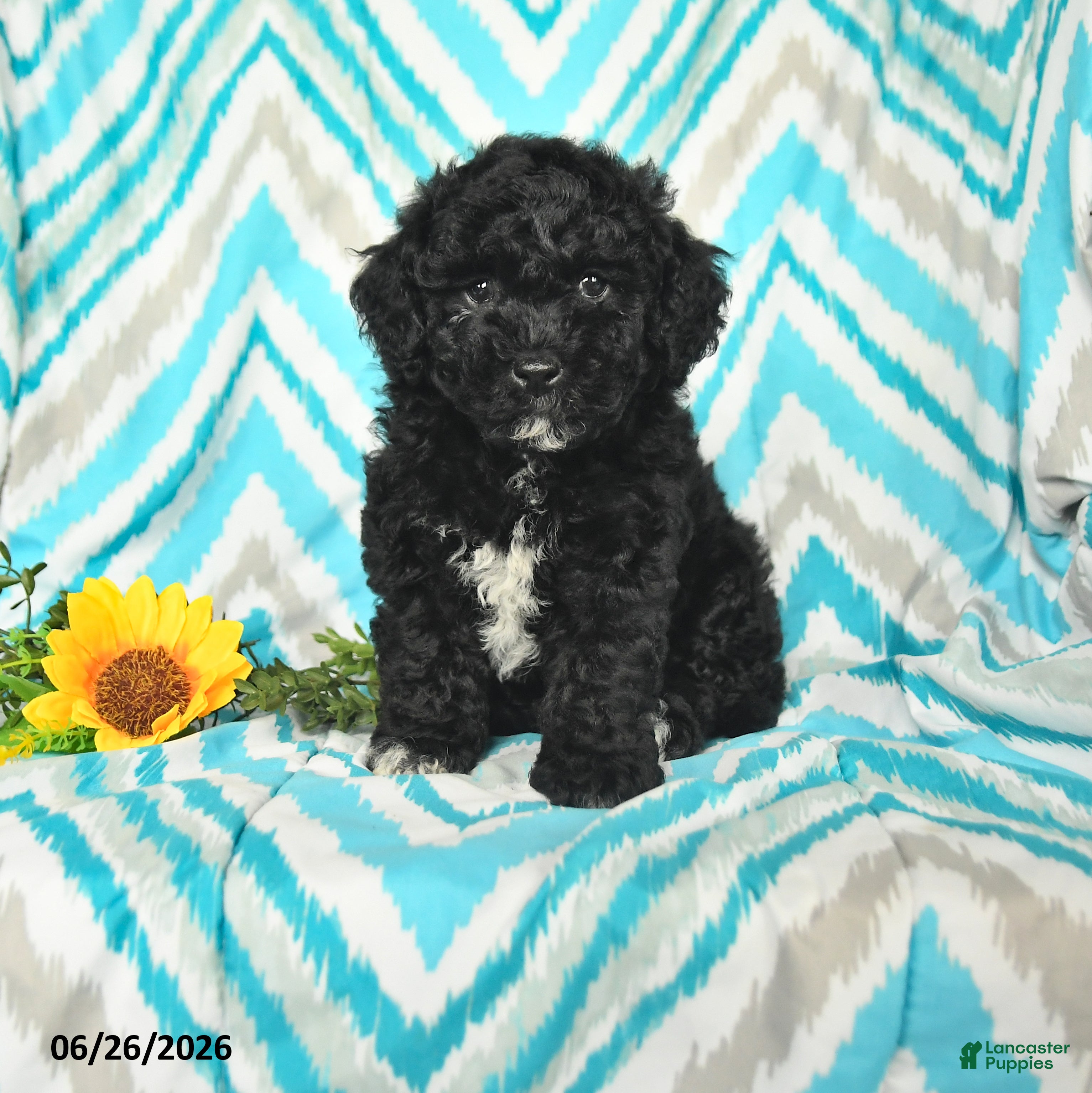 Mini Goldendoodle dogs Jadon - Ad 1