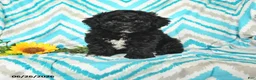 Mini Goldendoodle dogs for sale: Jadon - Ad 1