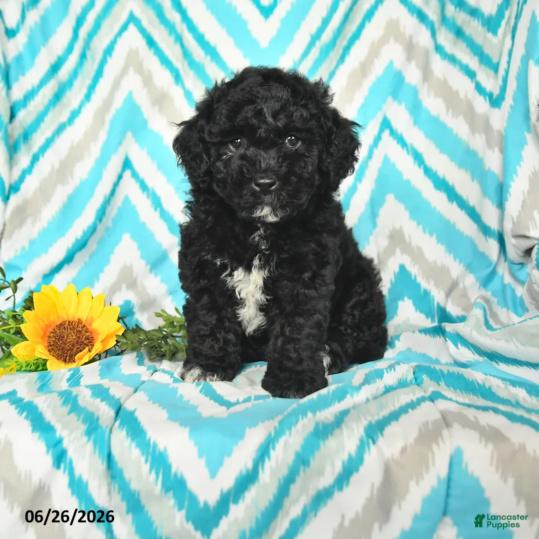 Mini Goldendoodle dogs for sale: Jadon - Ad 1