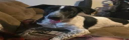 Mixed Breed dogs for sale: Mixed Breed 3 - Ad 3