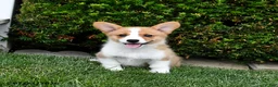 Welsh Corgi Pembroke dogs for sale: Penny - Ad 3