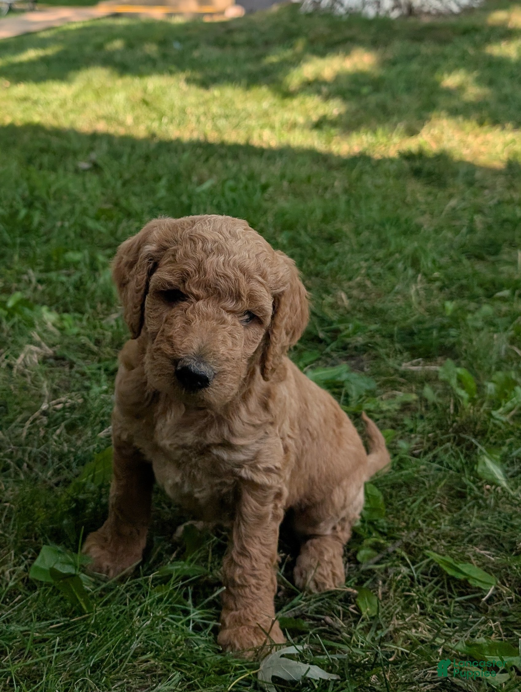 Goldendoodle dogs Sara - Ad 1