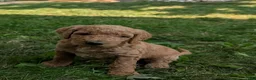 Goldendoodle dogs for sale: Sara - Ad 1