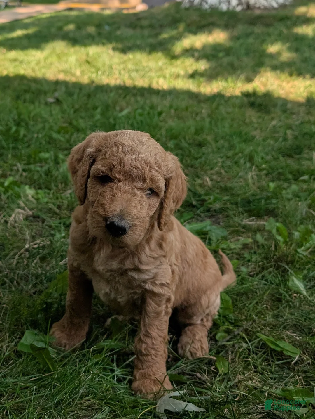 Goldendoodle dogs for sale: Sara - Ad 1