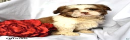 Shih Tzu dogs for sale: Ace - Ad 1