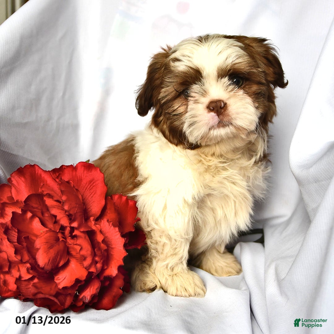 Shih Tzu dogs for sale: Ace - Ad 1