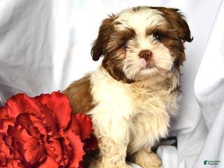 Shih Tzu dogs Ace - Ad 2