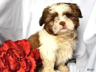 Shih Tzu dogs Ace - Ad 10