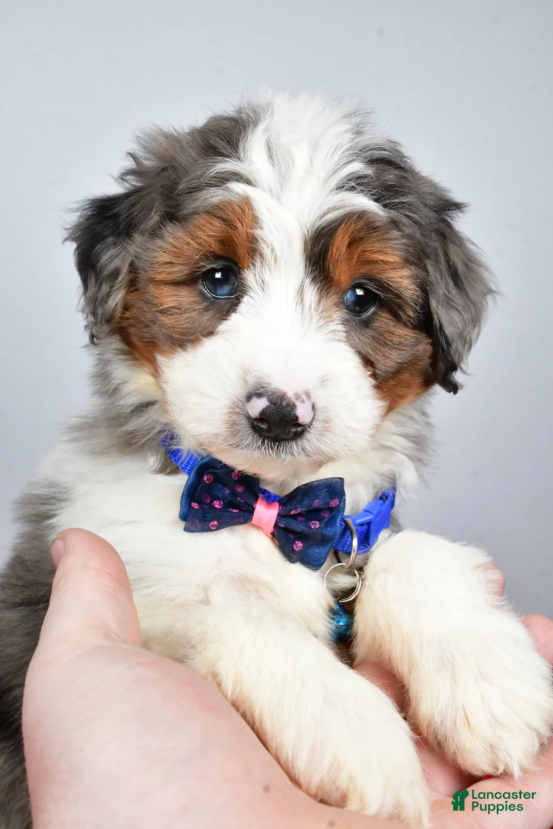 Mini Aussiedoodle dogs for sale: Gabrielle - Ad 2