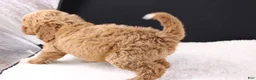 Mini Goldendoodle dogs for sale: Brewster - Ad 9