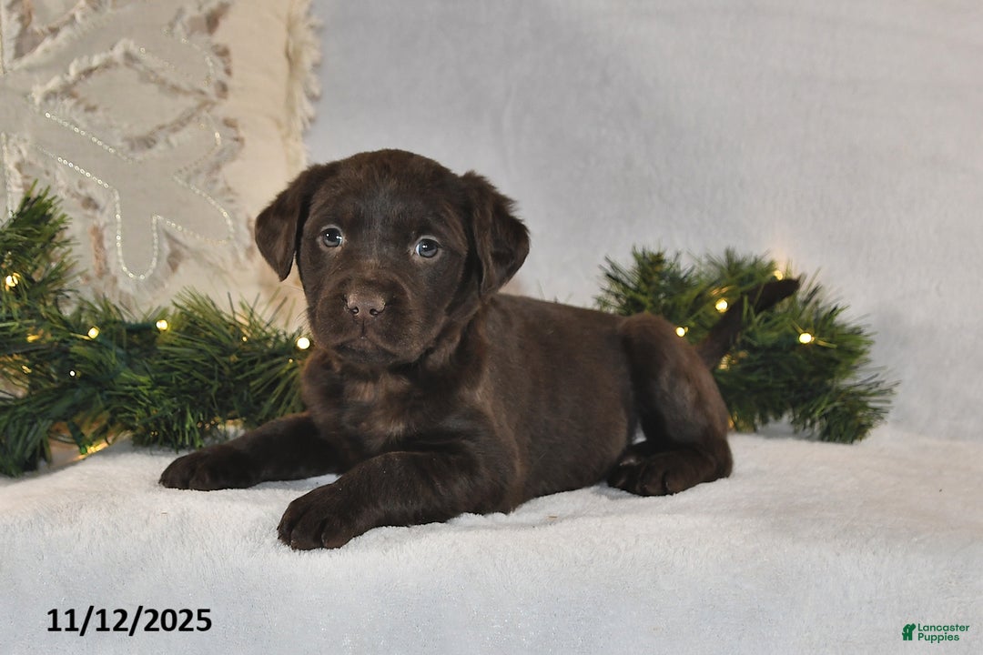 Labrador Retriever dogs for sale: Rael - Ad 2