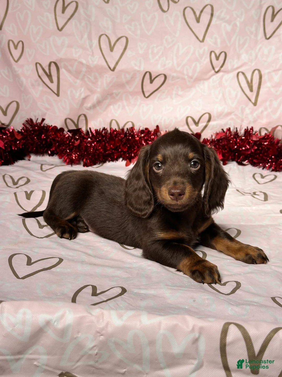 Miniature Dachshund dogs for sale: Preston - Ad 5