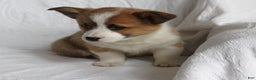Welsh Corgi Pembroke dogs for sale: Zeb - Ad 3