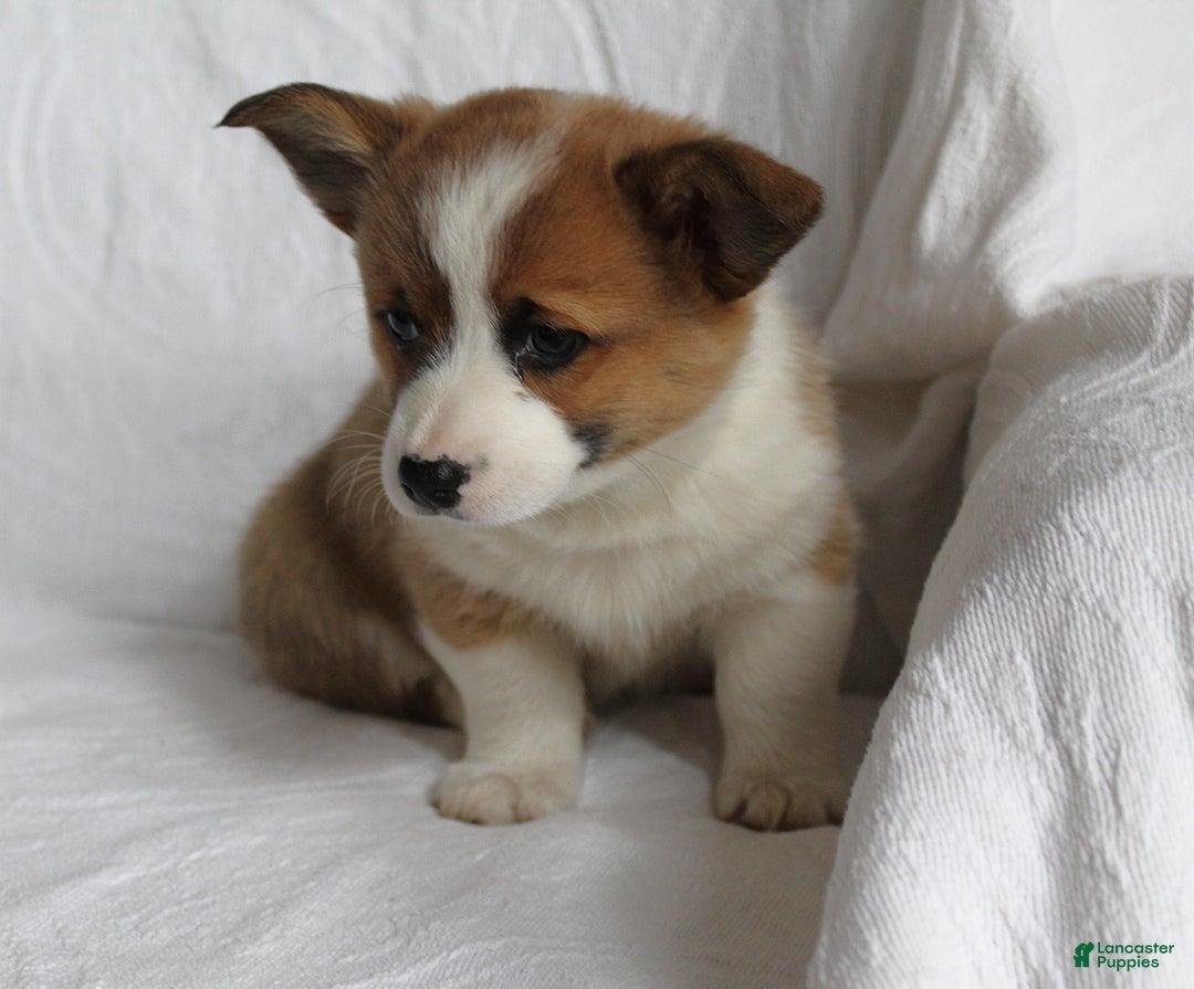 Welsh Corgi Pembroke dogs for sale: Zeb - Ad 3