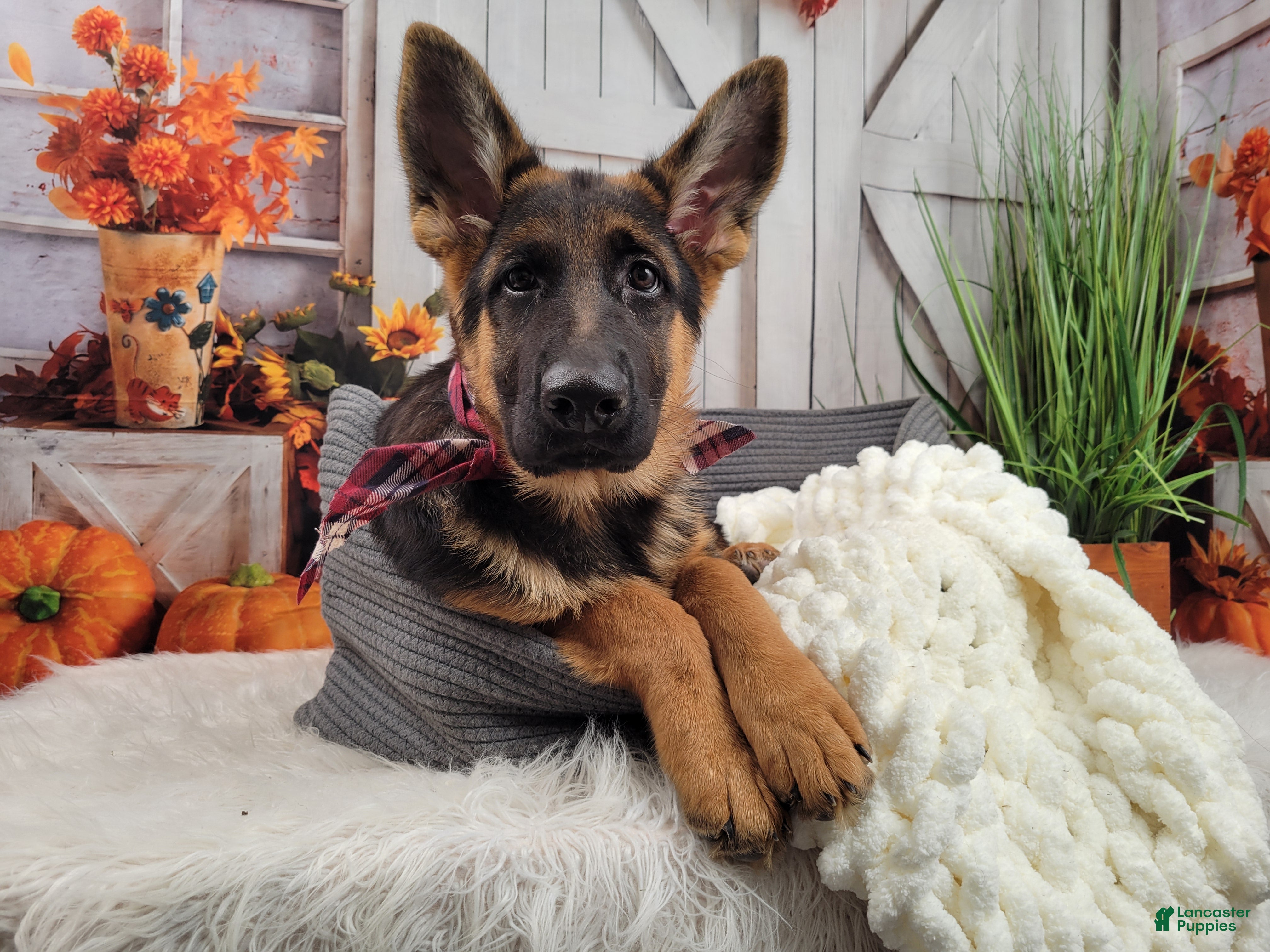 German Shepherd dogs Vida Vom Yoderheim - Ad 18