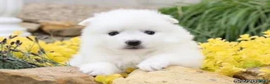 American Eskimo 6 Roseanna