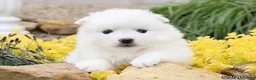 American Eskimo dogs for sale: American Eskimo 6 Roseanna - Ad 1
