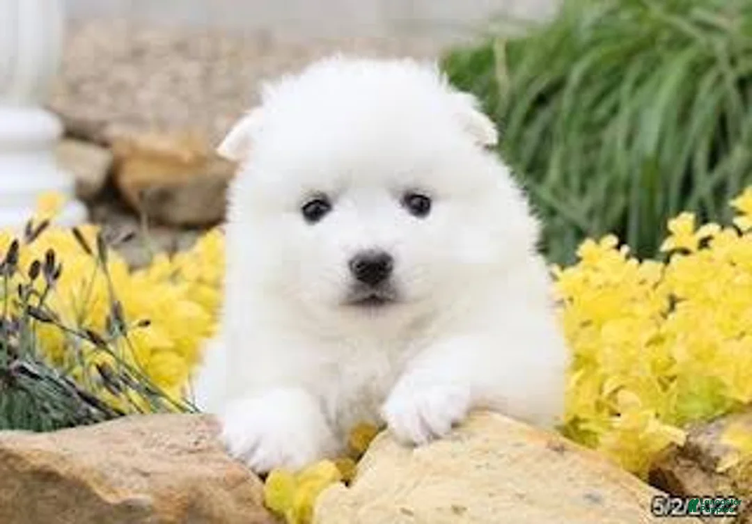 American Eskimo dogs for sale: American Eskimo 6 Roseanna - Ad 1