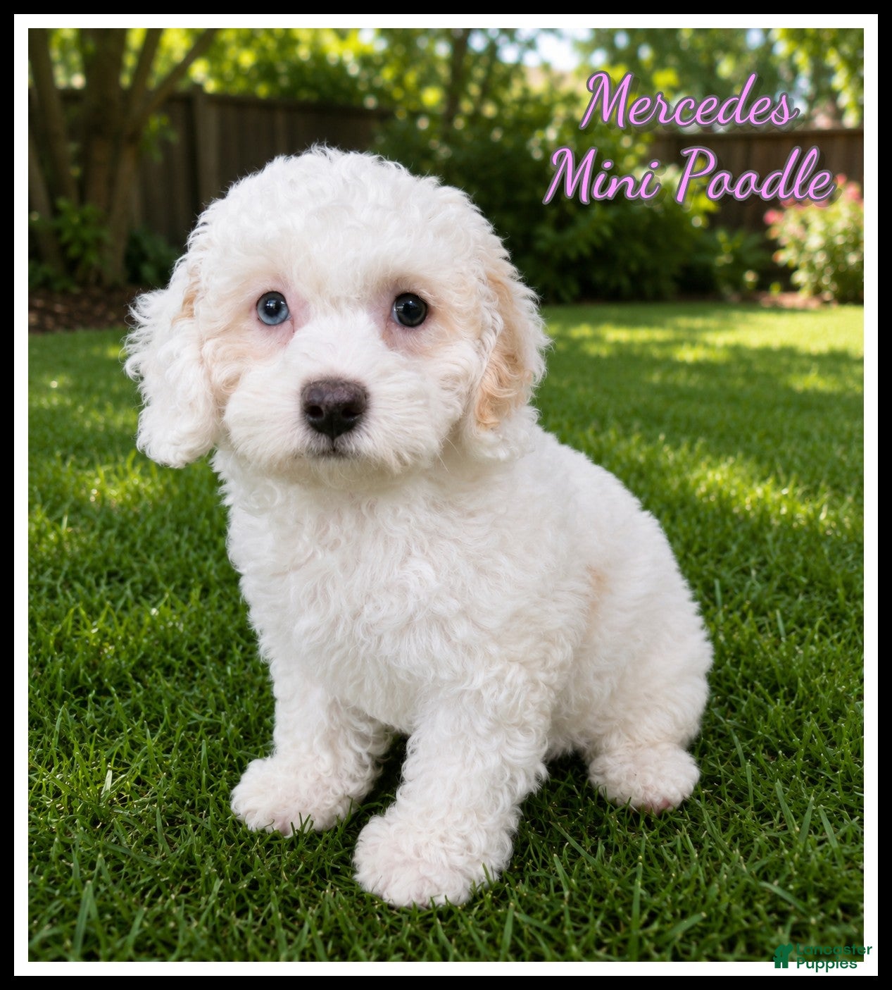 Miniature Poodle dogs Mercedes - Ad 1