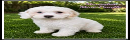 Miniature Poodle dogs for sale: Mercedes - Ad 1