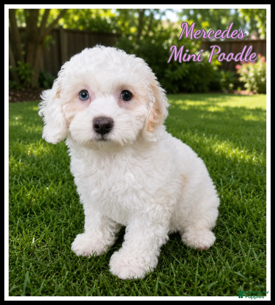 Miniature Poodle dogs for sale: Mercedes - Ad 1