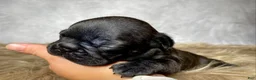 Frenchton dogs for sale: Miss Ruby - Ad 3