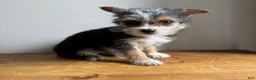 Chorkie dogs for sale: Sable  - Ad 6