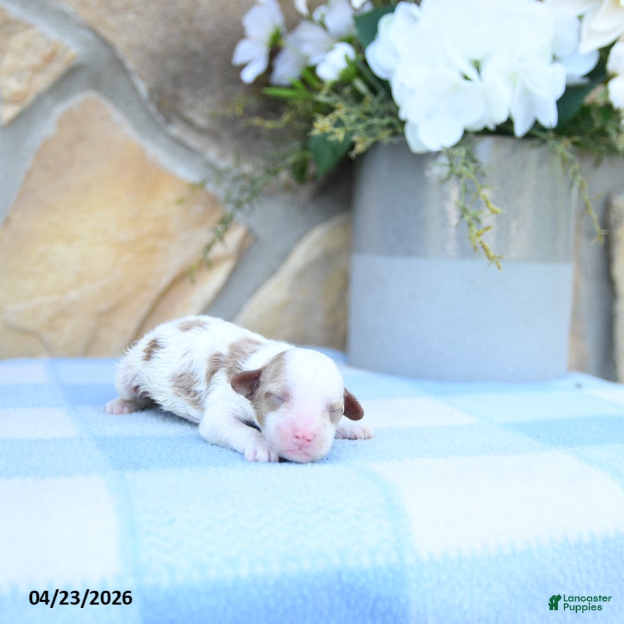 Cavapoo dogs Finn - Ad 1